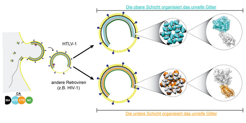 © Nature Structural & Molecular Biology / Obr et al.