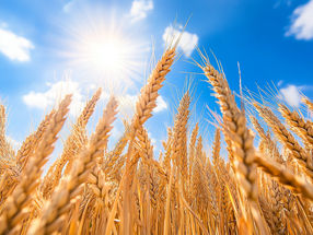New wheat varieties can contribute to food security