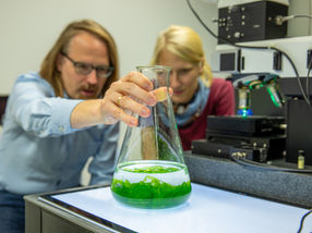 Symbiotische Interaktionen in Meeresalgen mit Raman-Spektroskopie entschlüsselt