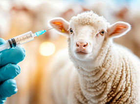 Small German start-up develops bluetongue virus vaccine within a few months