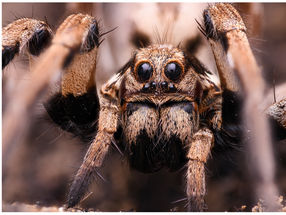 Les enzymes du venin d'araignée ont un potentiel bioéconomique