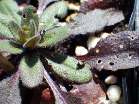 Schädlinge mit Biodiversität statt Insektiziden bekämpfen