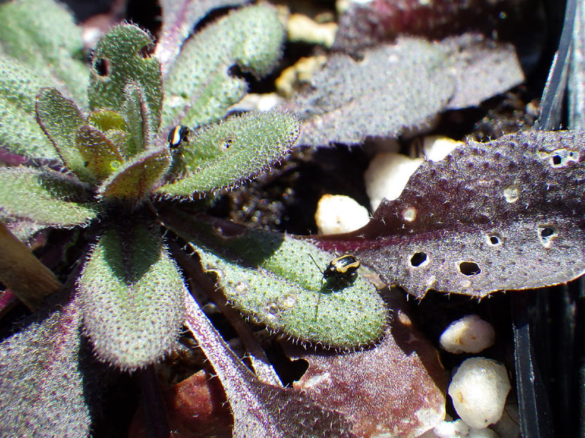 Reducir los daños de los herbívoros utilizando biodiversidad en lugar de insecticidas