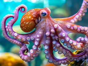 Oktopus-inspirierter Klebstoff funktioniert auch bei Nässe gut
