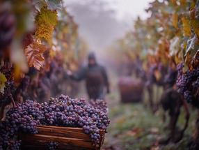 Weinernte 2024 voraussichtlich 4,9 % niedriger als im Vorjahr