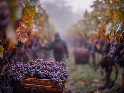 Weinernte 2024 voraussichtlich 4,9 % niedriger als im Vorjahr
