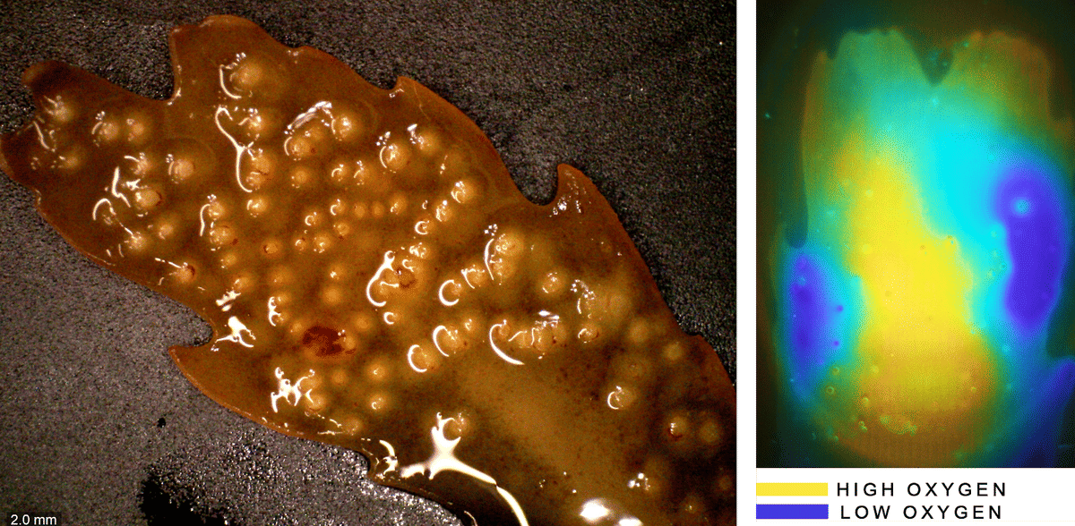 Soeren Ahmerkamp, Max Planck Institute for Marine Microbiology