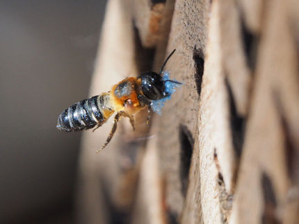 Plastikverschmutzung schädigt Bienen: Risiken für die globale Ernährungssicherheit