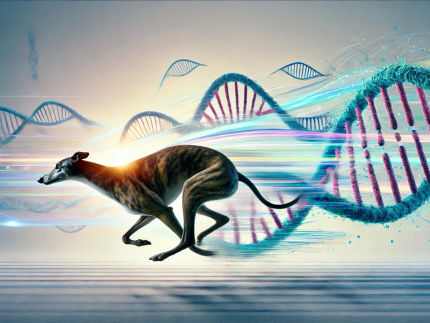 Rapid genome analysis of a Whippet sighthound sets new standard for biodiversity research