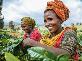 Arabica-Kaffee: Klimawandel könnte Anbau in Äthiopien um 44% steigern