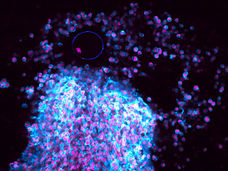 Ovulation filmed from start to finish for the first time
