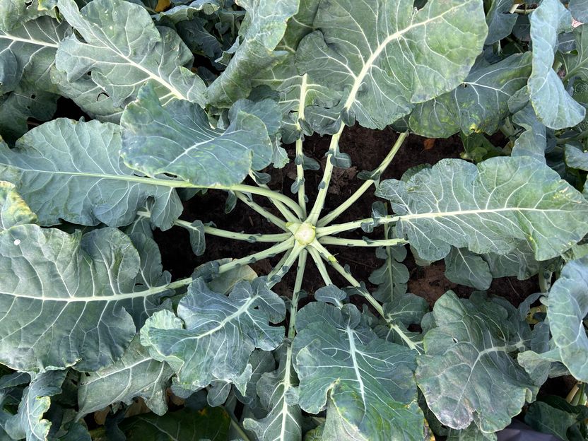 Innovations alimentaires durables à partir de flux secondaires de brocoli - La culture et l'utilisation de la plante entière sont au centre des préoccupations