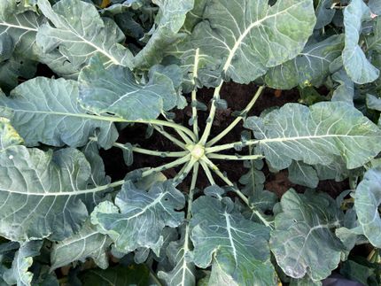 Innovations alimentaires durables à partir de flux secondaires de brocoli