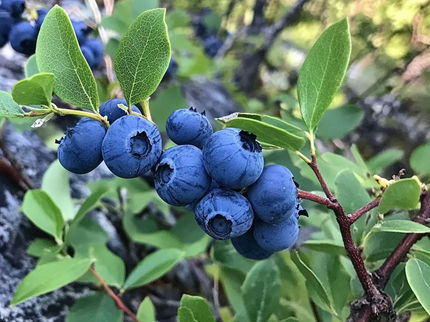 Waldheidelbeeren häufig durch günstigere Arten ersetzt