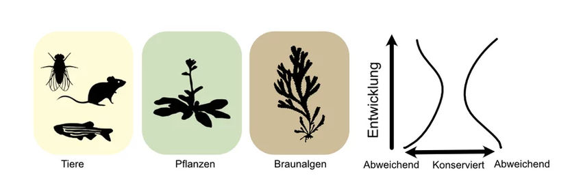 © Jaruwatana Sodai Lotharukpong / Max-Planck-Institut für Biologie Tübingen