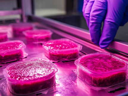 Production de viande sans souffrance animale : un système de co-culture basé sur la photosynthèse
