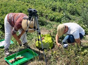 How "stressed" potatoes become climate-ready