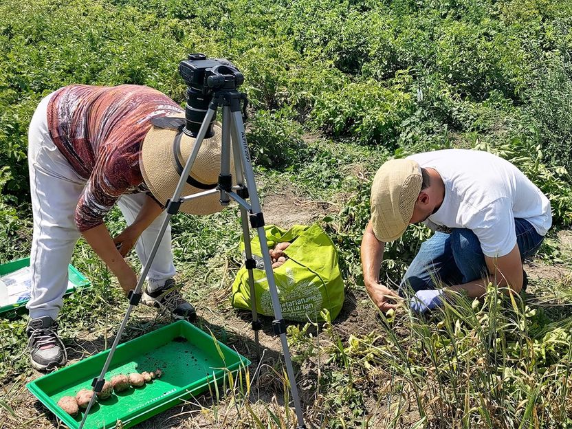 How "stressed" potatoes become climate-ready - Stress reactions of the potato due to climate change investigated to adapt future breeds