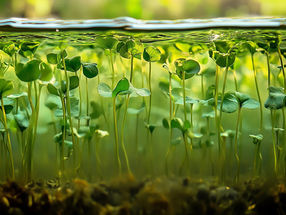 Water fern gains more evidence as safe potential global food insecurity solution