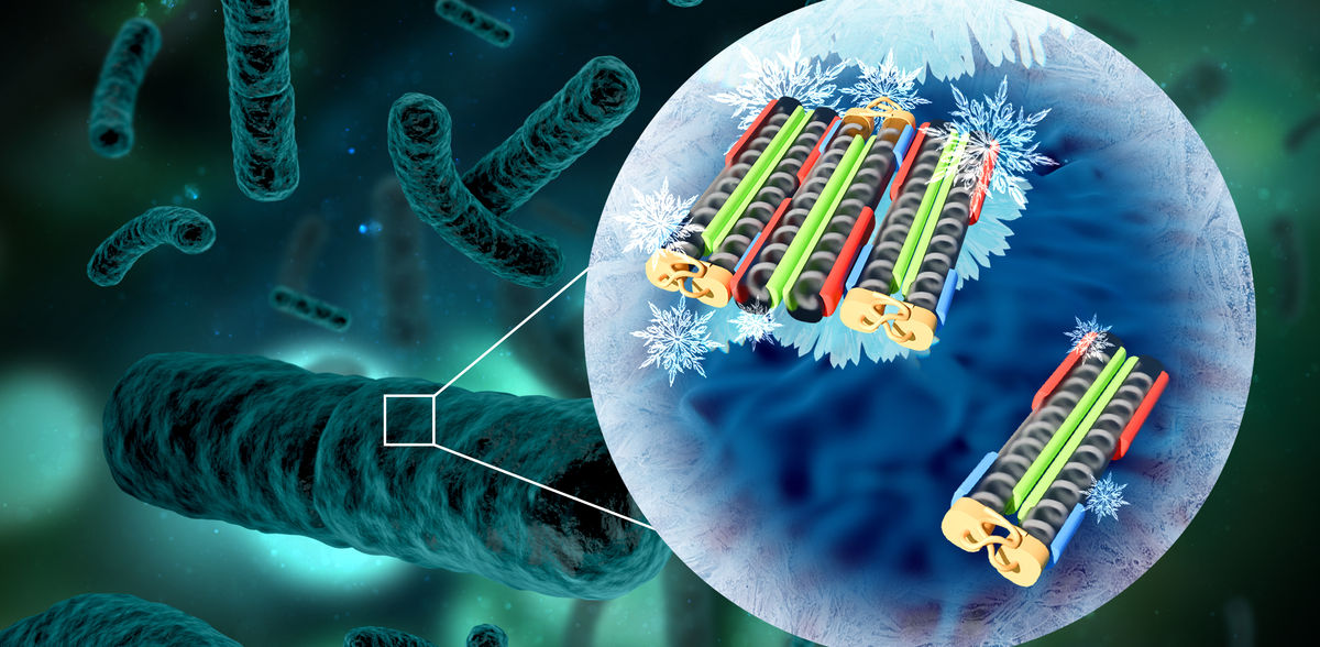 The mechanism behind ice-forming bacteria