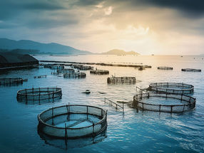 Fisch essen ist praktizierter Klimaschutz