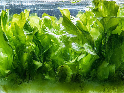 Les protéines durables bleu-vert des algues pourraient bientôt se retrouver dans votre assiette