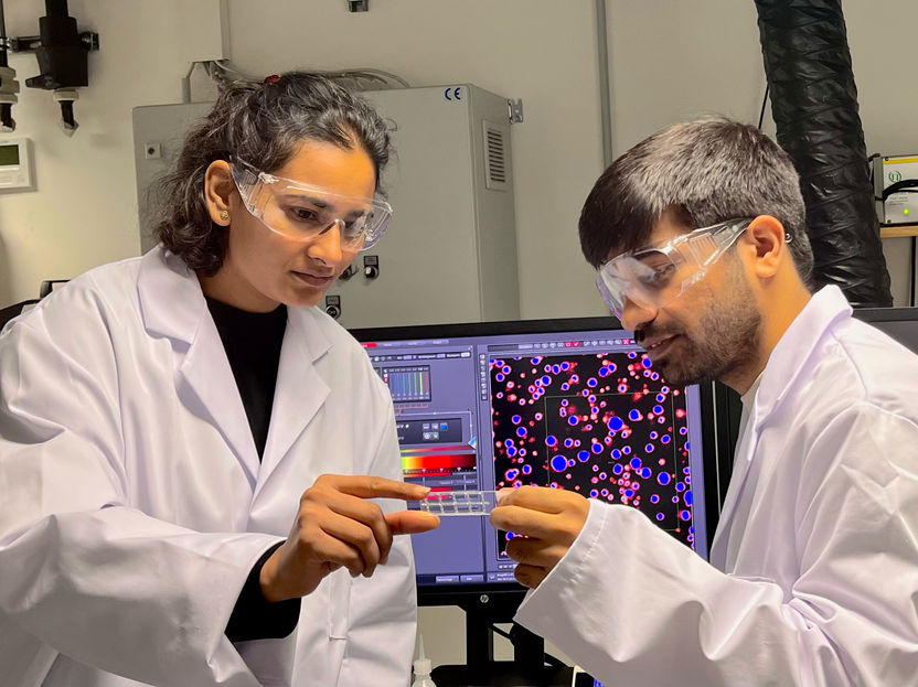 Modellsystem für Entwicklung von Wirkstoffkandidaten für kondensatverändernde Therapeutika geschaffen - Modellsystem kann Fibrillen erstmalig wieder in ihre Einzelteile oder deren Flüssigkeitströpfchen zerlegen