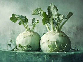 Gezielte Glucosinolat-Umwandlung: Wie Kohlrabi-Gewebe gesundheitsfördernde Inhaltsstoffe bildet
