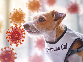 Comment les cellules immunitaires "reniflent" les agents pathogènes