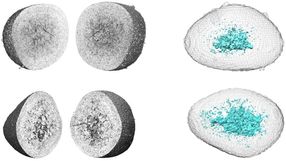 Un microscopio de rayos X único abre el camino a baterías más potentes