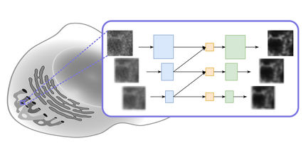 Next step in light microscopy image improvement