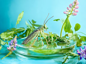Mehr als nur Insekten