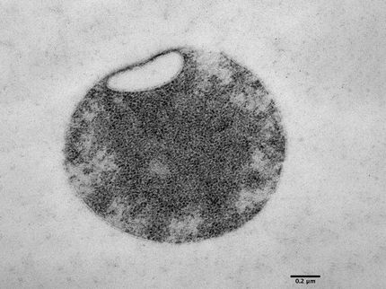 La vie à sa plus simple expression : des scientifiques créent une "membrane cellulaire minimale" avec seulement deux lipides