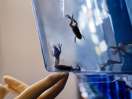 Los científicos utilizan virus inofensivos para investigar el sistema nervioso de las ranas