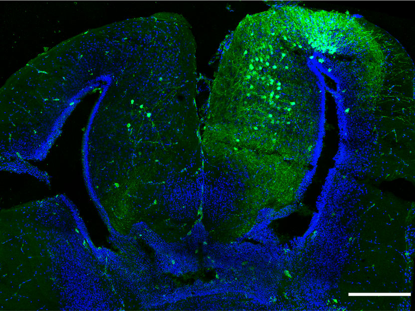 © Developmental Cell / Jaeger, Vijatovic, Deryckere, et al.