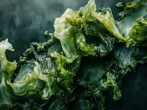 How polluted is algae?