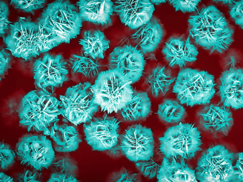 Des fleurs microscopiques pour délivrer des médicaments - Les microparticules constituées de pétales extrêmement fines peuvent être utilisées pour transporter des médicaments avec précision dans la circulation sanguine jusqu'aux tumeurs ou aux caillots sanguins