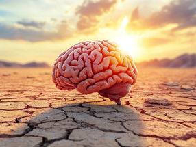Calor - calor - fuego rápido neuronal: cómo se acostumbra el cerebro al calor