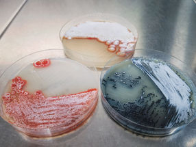 Activar el potencial farmacéutico oculto de las bacterias