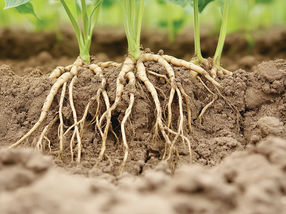 une subvention de 791 000 dollars pour soutenir les futures variétés de soja résistantes aux nématodes
