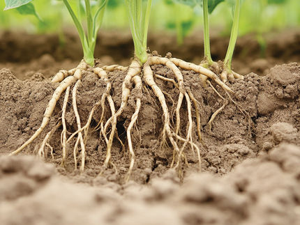 791.000 $ Zuschuss zur Förderung künftiger nematodenresistenter Sojabohnensorten