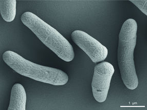 Corynebacterium glutamicum: un campeón oculto