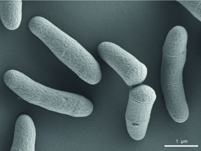 Corynebacterium glutamicum – a hidden champion - Microbe of the Year 2025
