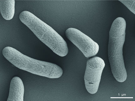 Weltmarktführer im Tonnenmaßstab: „Keulenbakterium“ Corynebacterium glutamicum