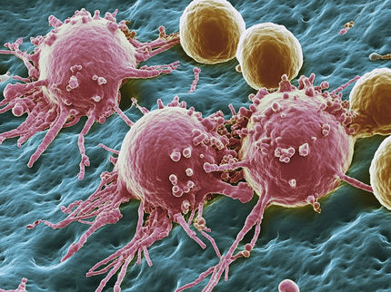 Skin cancer: mode of action of combination immunotherapy decoded