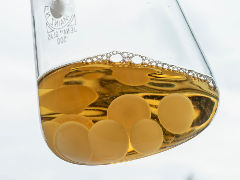 Batterie de champignons: La bio-batterie qui se dégrade toute seule - La microbiologie rencontre l'électrotechnique