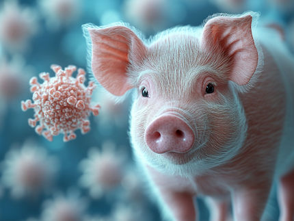 How the porcine trachea improves the testing of respiratory drugs