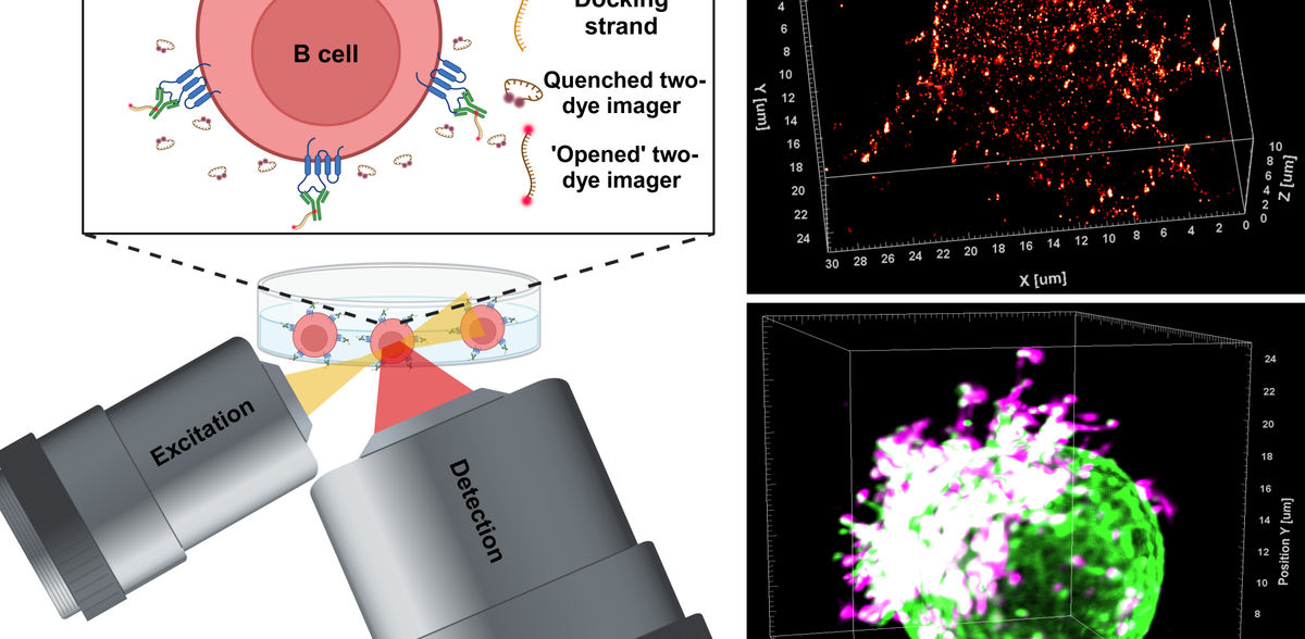 Immunotherapy against cancer: How therapeutic antibodies do their job