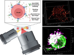 Immunotherapy against cancer: How therapeutic antibodies do their job