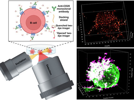 Immunotherapy against cancer: How therapeutic antibodies do their job